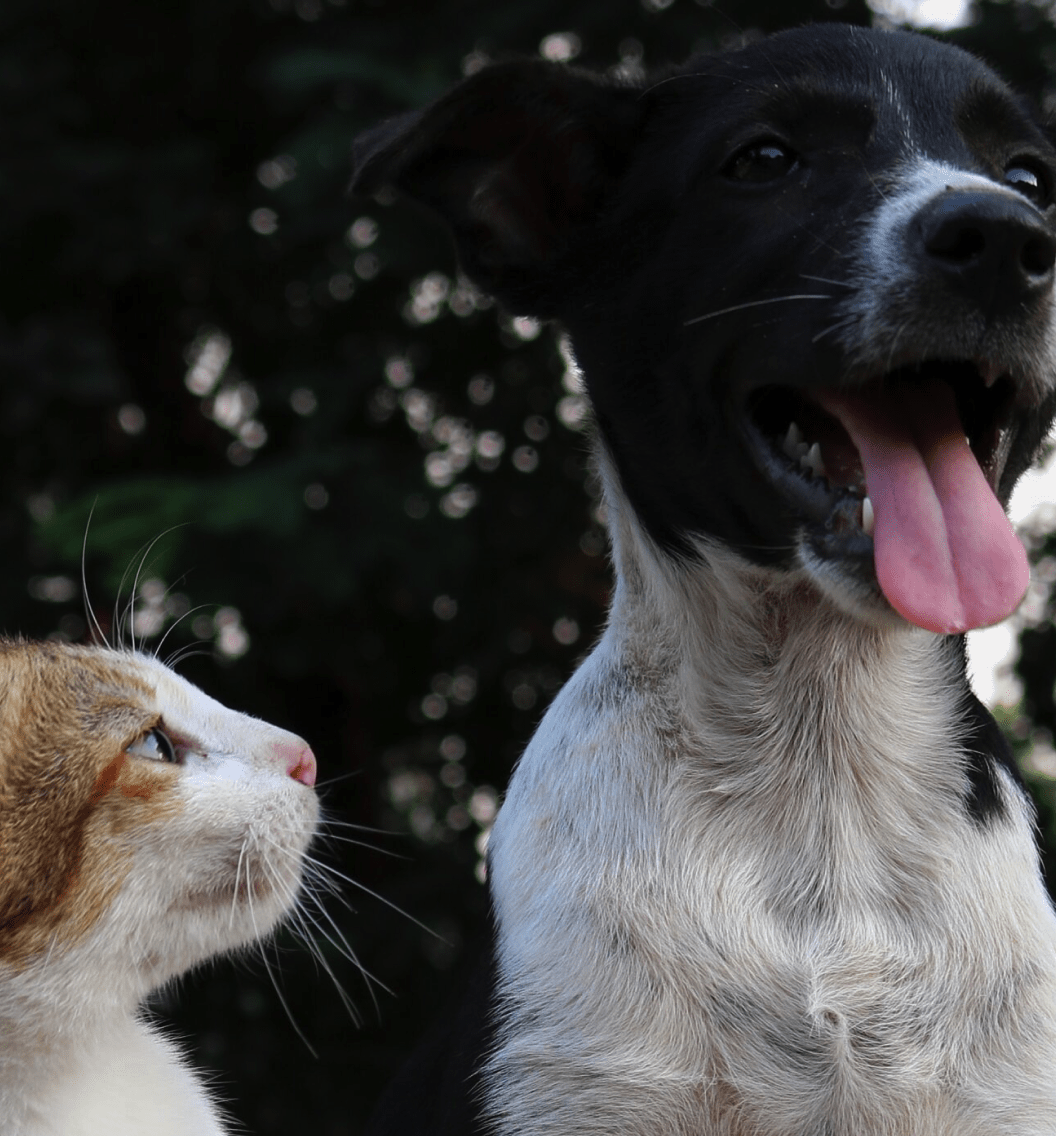 Community educazione cinofila e gattofila