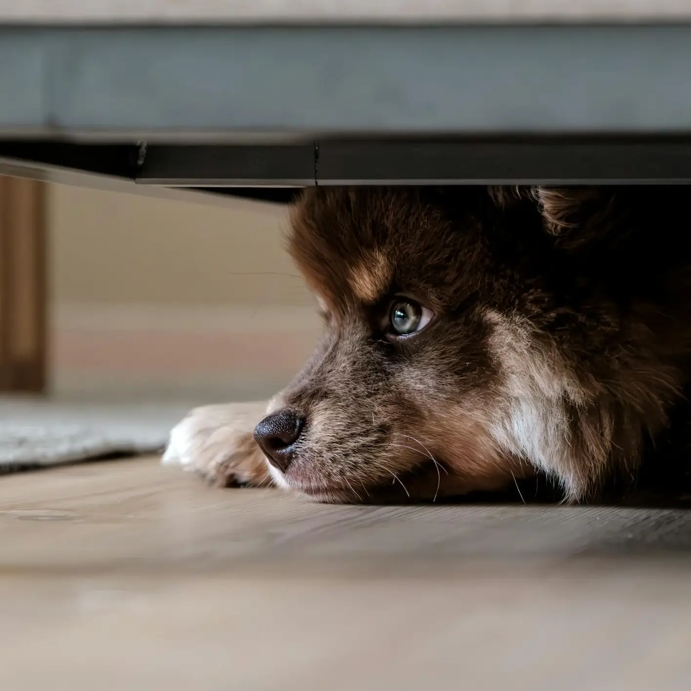 Il tuo cane ha paura degli umani?